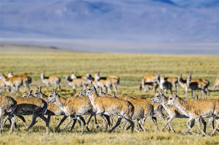 藏羚羊的繁殖迁徙之路