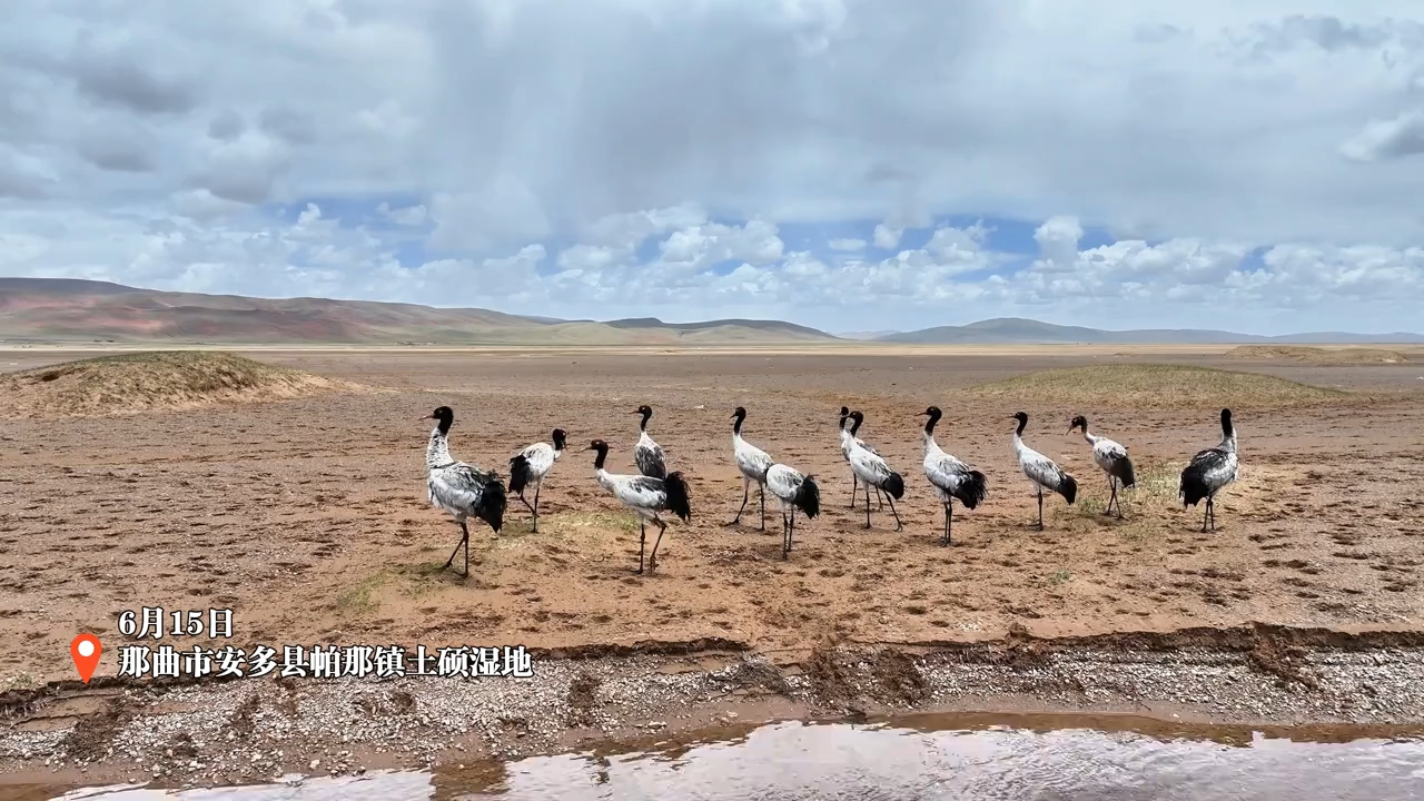 黑颈鹤在那曲安多县帕那镇土硕湿地翩然起舞