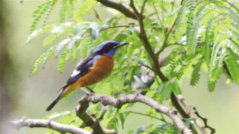 新添鸟类记录种 蓝头矶鸫