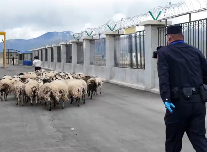 西藏本土绵羊出口尼泊尔，国门“赶羊倌”上线