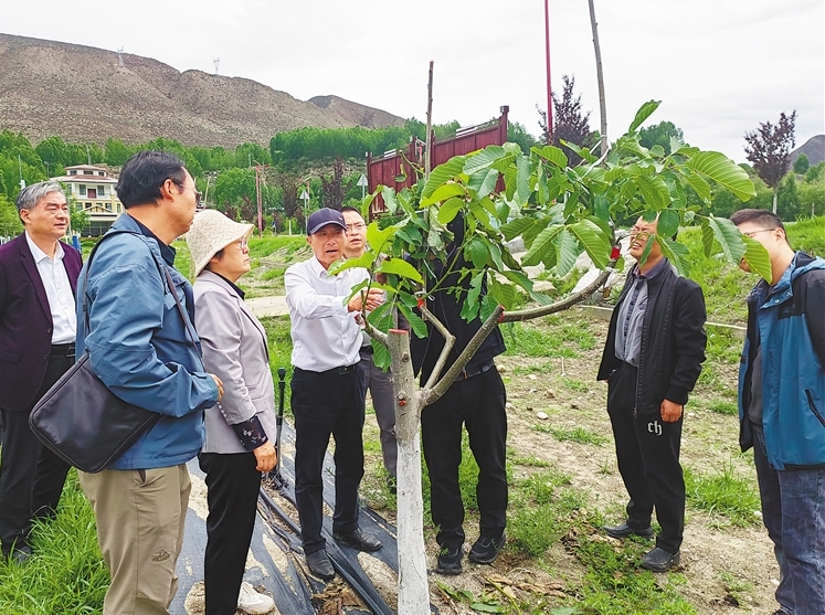 区内外专家对湖北省核桃科技援藏项目开展鉴定