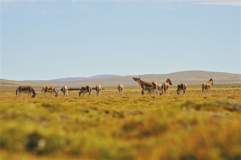 ​守护好西藏的生灵草木、万水千山