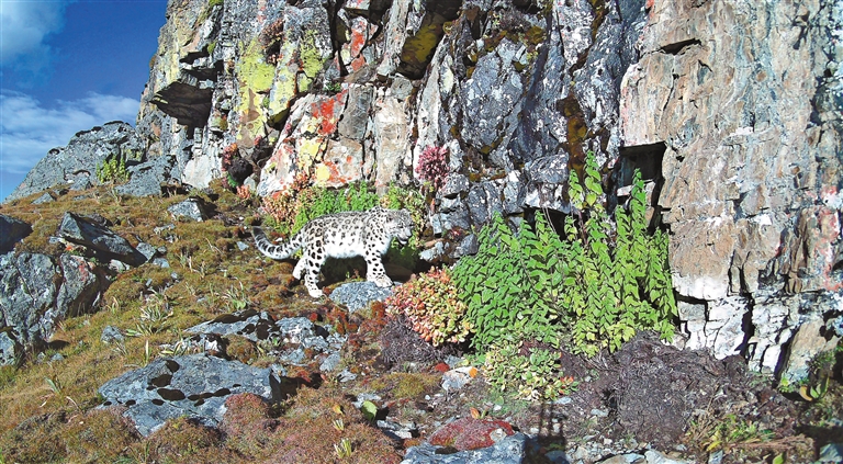 守护生物多样之美