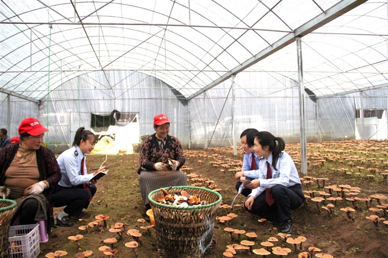 税收数据见证米林市场主体从萌芽到繁茂