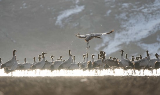 20年守护“高原仙子”黑颈鹤