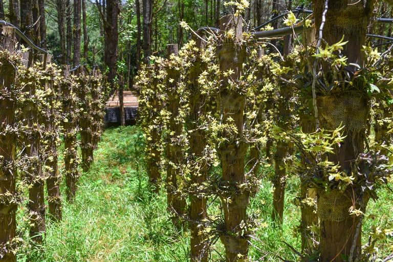 石斛花开致富路