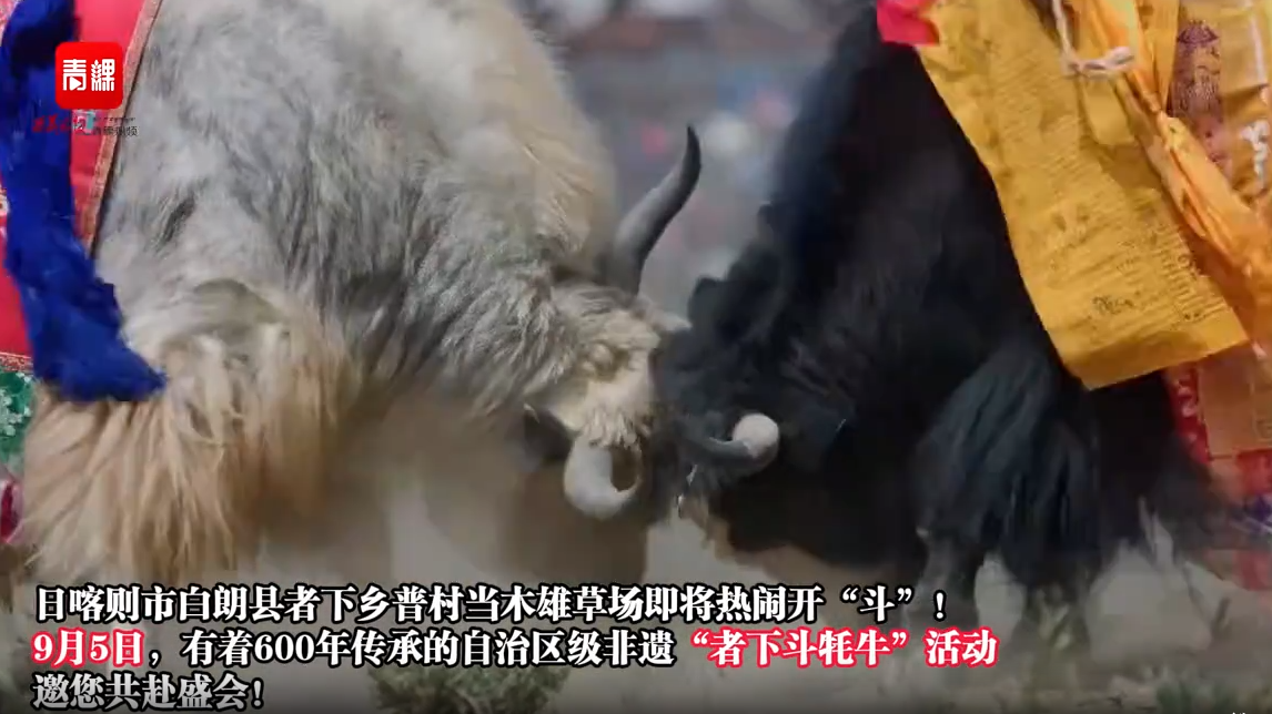 自治区级非遗“者下斗牦牛”活动，邀您共赴盛会