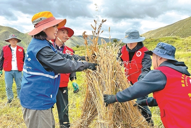 抢抓农时 党员干部帮助群众收割小麦