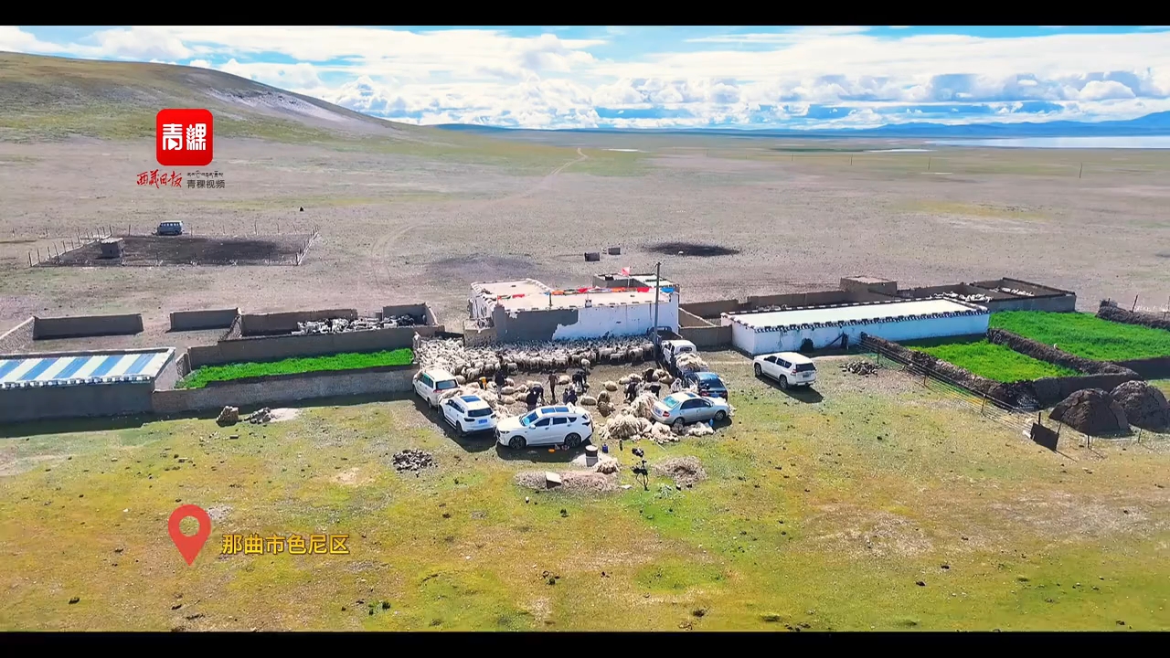 来感受一下藏北高原“薅羊毛”现场！