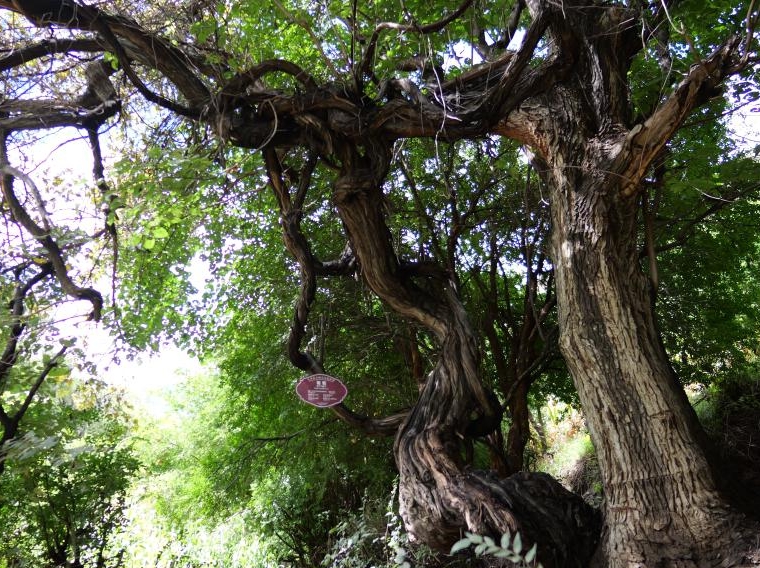 西藏发现高海拔地区已知树龄最长的野生葡萄树