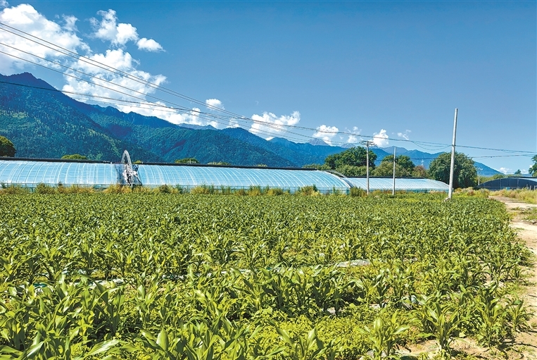 林芝市巴宜区米瑞村:从烂摊子到金招牌的逆袭