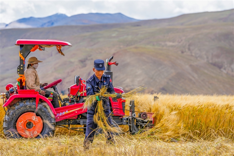 金秋时节 青稞飘香