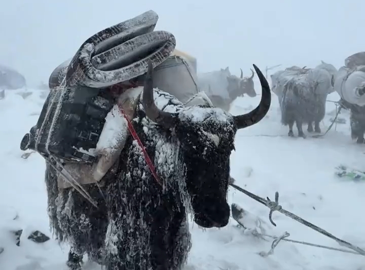 高原雪地硬核运输王“牦牛”驾到！