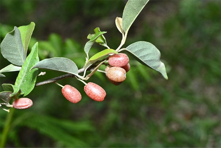 西藏生物多样性 “家底”进一步丰富