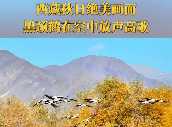 西藏秋日绝美画面，黑颈鹤在空中放声高歌