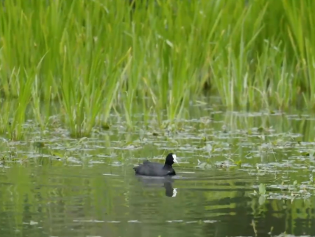 拉鲁湿地｜四季流转间的生命守护