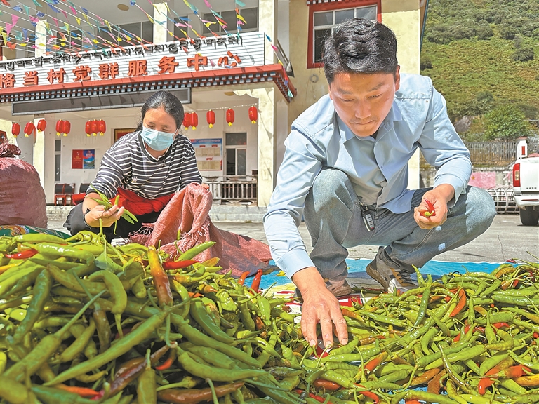 优化原种辣椒 提质增产增收