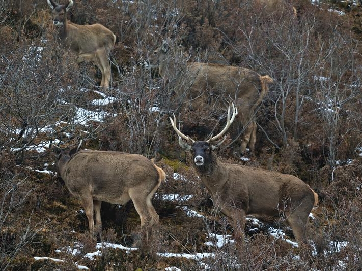 墨竹工卡邂逅白唇鹿