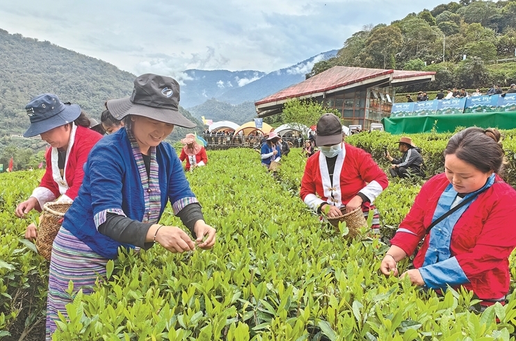 墨脱县连续两年实现亿元产值:茶香沁人富边城