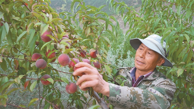 冬桃迎丰收 果农采收忙