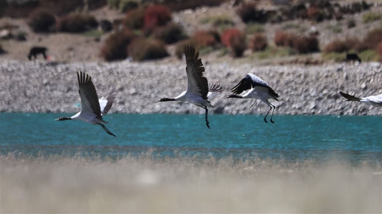 生态筑牢 候鸟安居