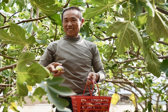 高原温室结出“民族团结致富果”