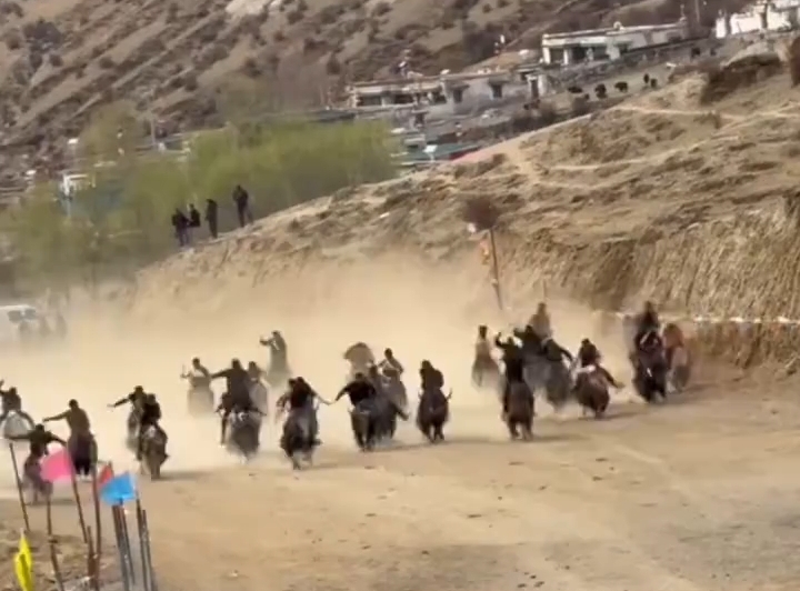 西藏乡村名场面，牦牛版“速度与激情”