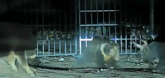 夯爆了！路人偶遇藏马熊，多亏牦牛霸气驱赶