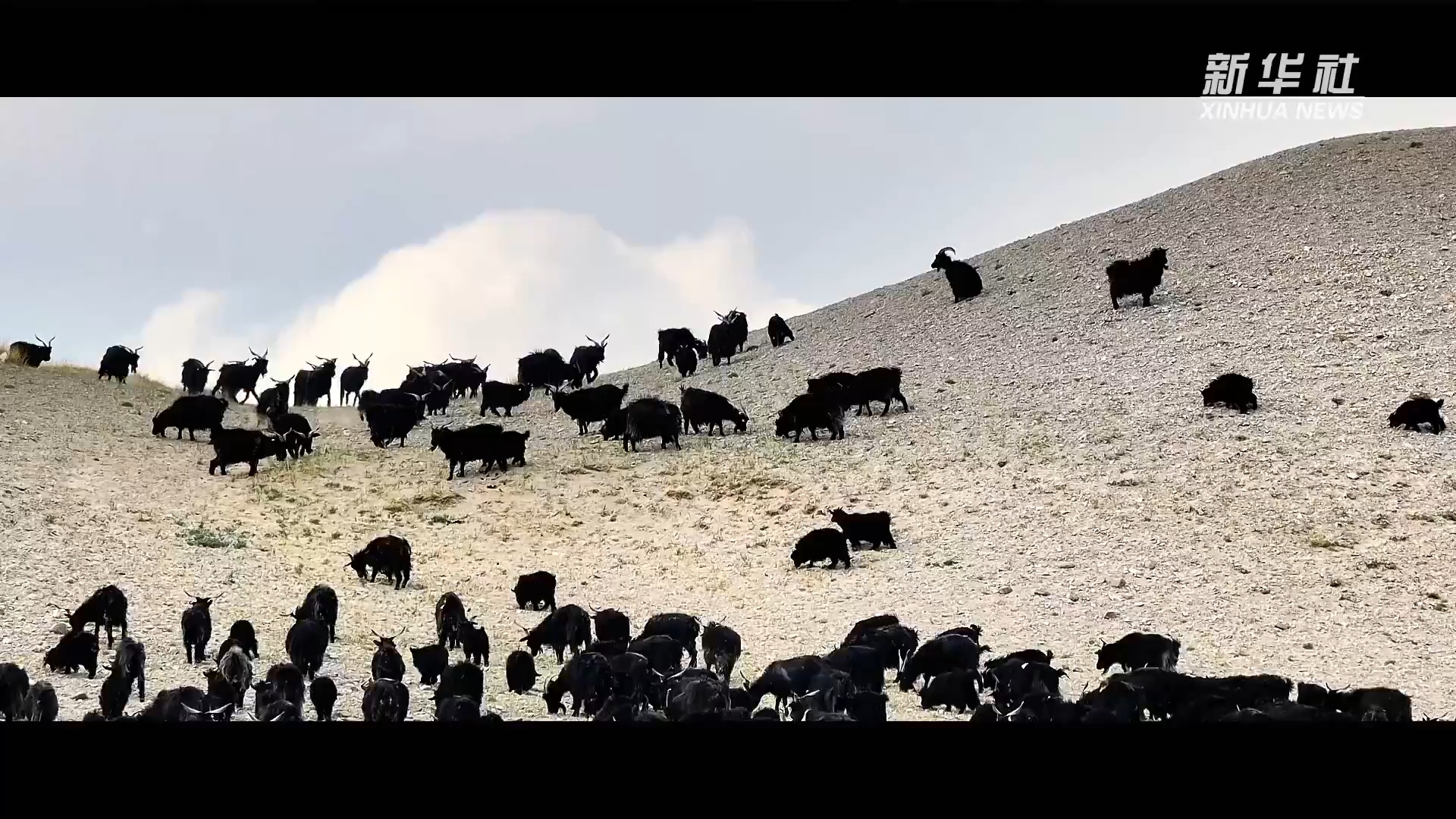 海拔4500米，白绒山羊“热”了