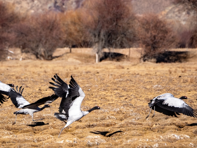 拉萨河谷:迁徙候鸟绘就美好生态画卷