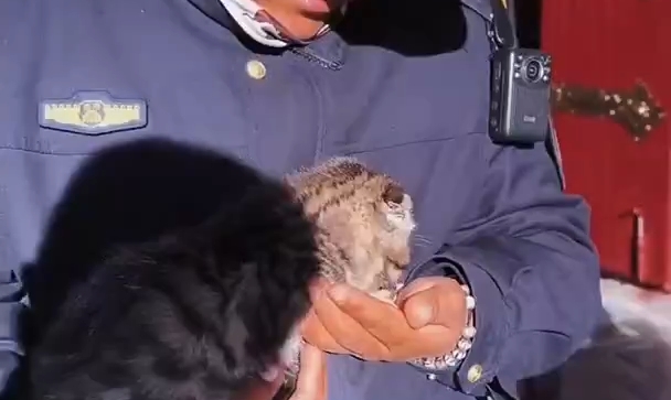 拉萨八廓街这一幕好暖！喂食画面太治愈了