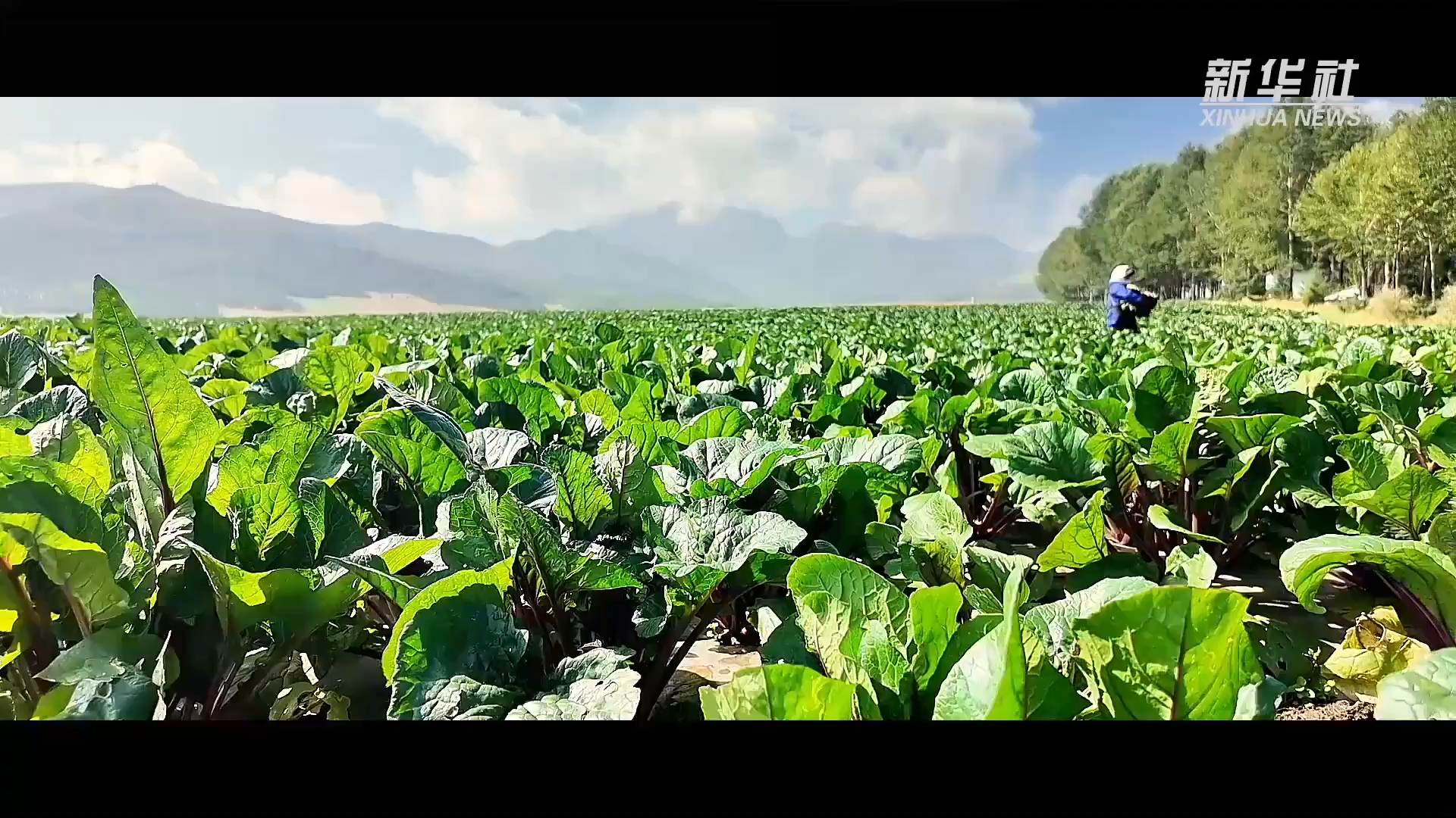 鲜行千里！高原冷凉蔬菜端上粤港澳餐桌