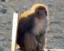 风中独坐的潦草猴 ，“吹啊吹我的骄傲放纵 ”  