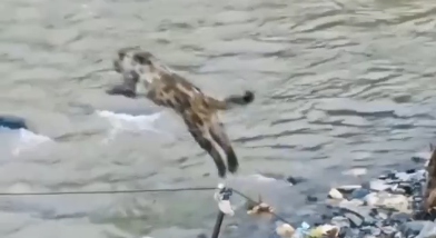 惊艳！雪豹腾空连跳渡河，力量与优雅并存
