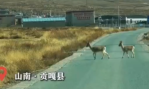 游客偶遇国家二级保护动物，藏原羚向你发射“爱心”