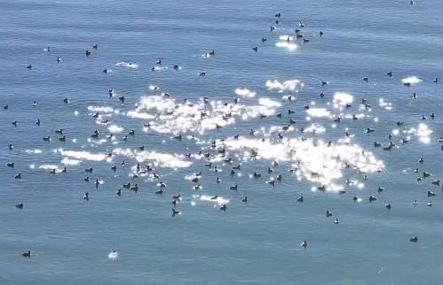 冬日班公湖:高原上的候鸟驿站