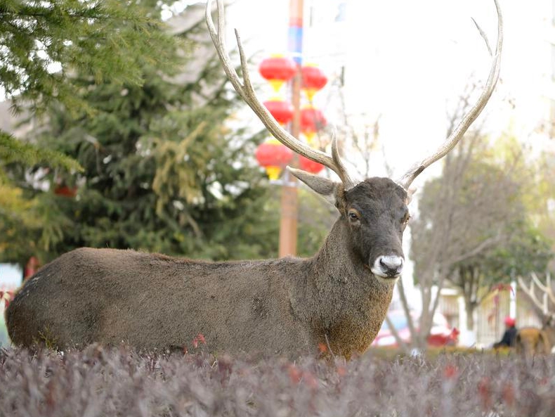 山南市区中的白唇鹿
