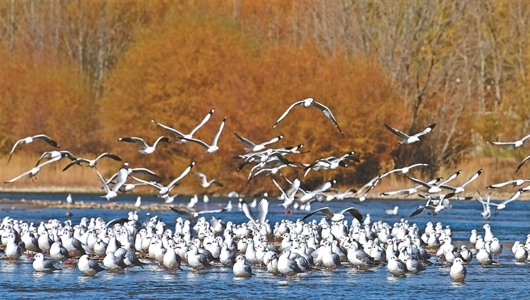 拉萨生态系统持续改善 候鸟数量显著增加