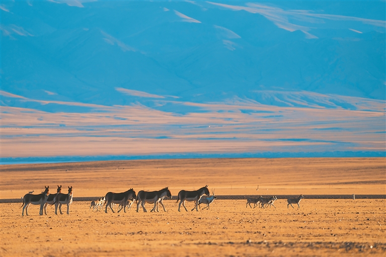 寥廓羌塘 生灵福地