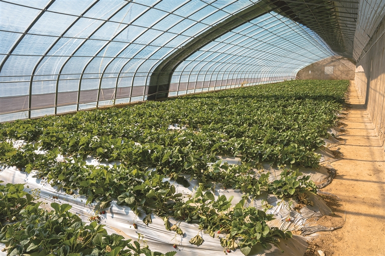 桑珠孜区江当现代生态产业园主打高品质新鲜果蔬