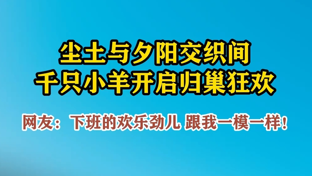 高原小羊归巢名场面