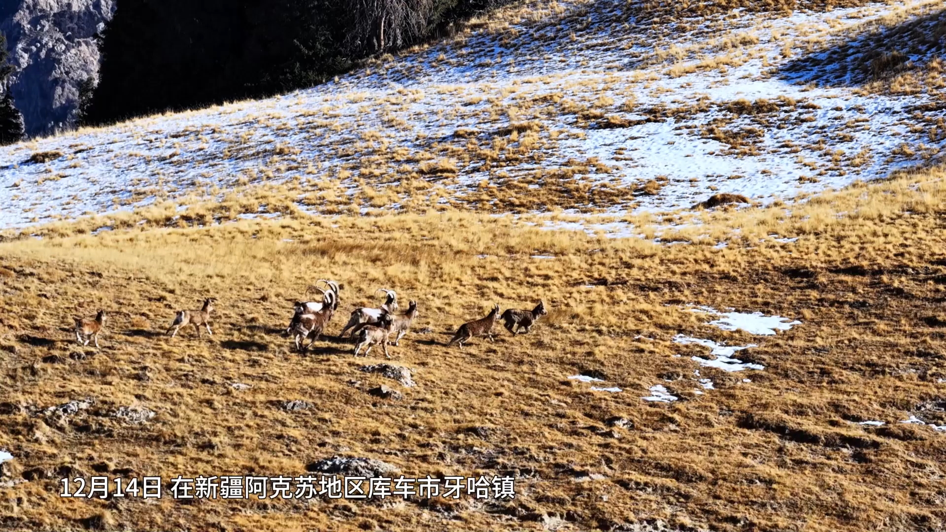 北山羊现身库车悬崖峭壁 奔跑跳跃如履平地