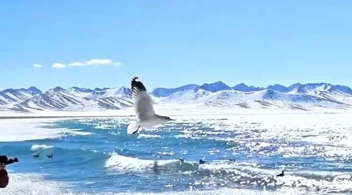 冬日纳木错 冰湖与飞鸟的梦幻之约