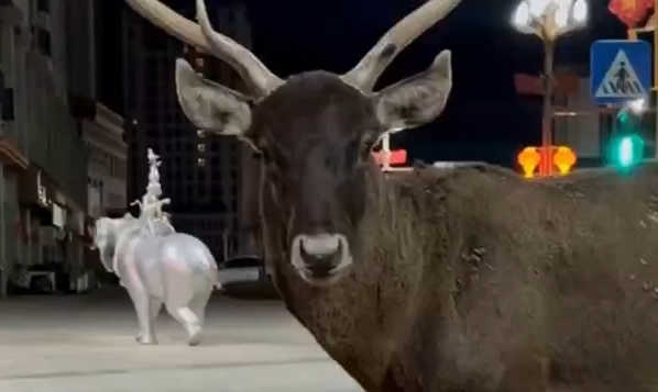 西藏路边偶遇白唇鹿！网友：现实版疯狂动物城