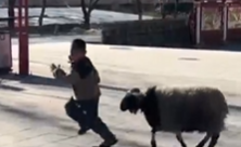 萌娃被羊追着跑很搞笑，网友却在追问房价