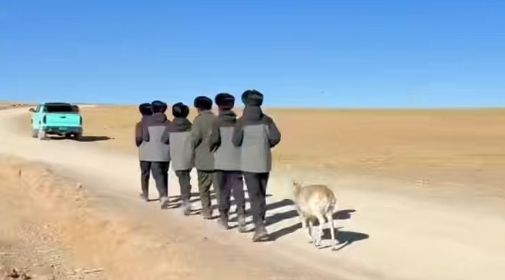 管护站工作人员救助小藏羚羊后，它紧紧跟着队伍