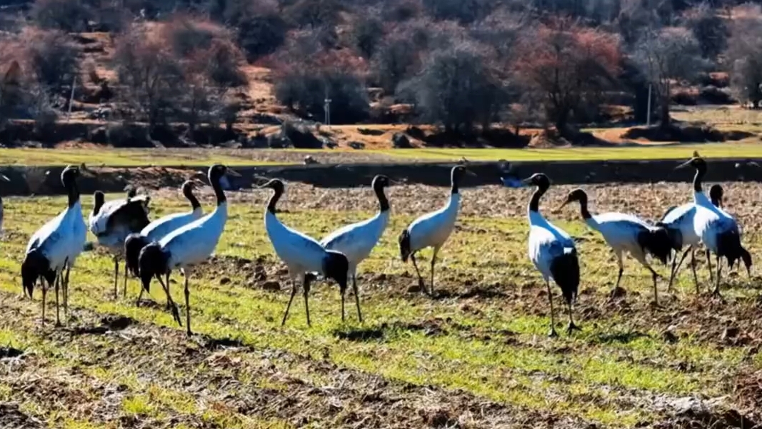 高原精灵道早安