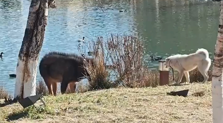 宠物狗 “挑衅”国家二级保护动物中华鬣羚