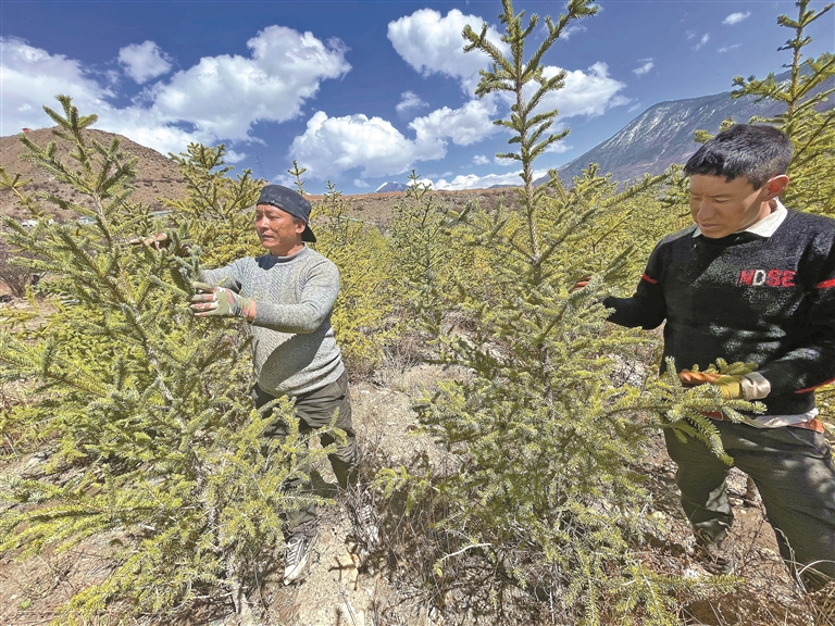 环境增绿 群众获益