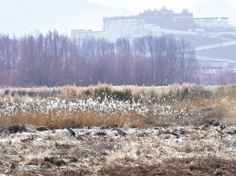 拉鲁湿地邂逅黑颈鹤